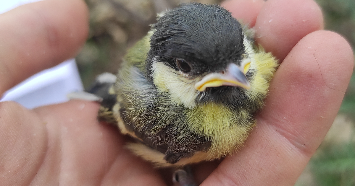 Parenting Tips from Mother Nature