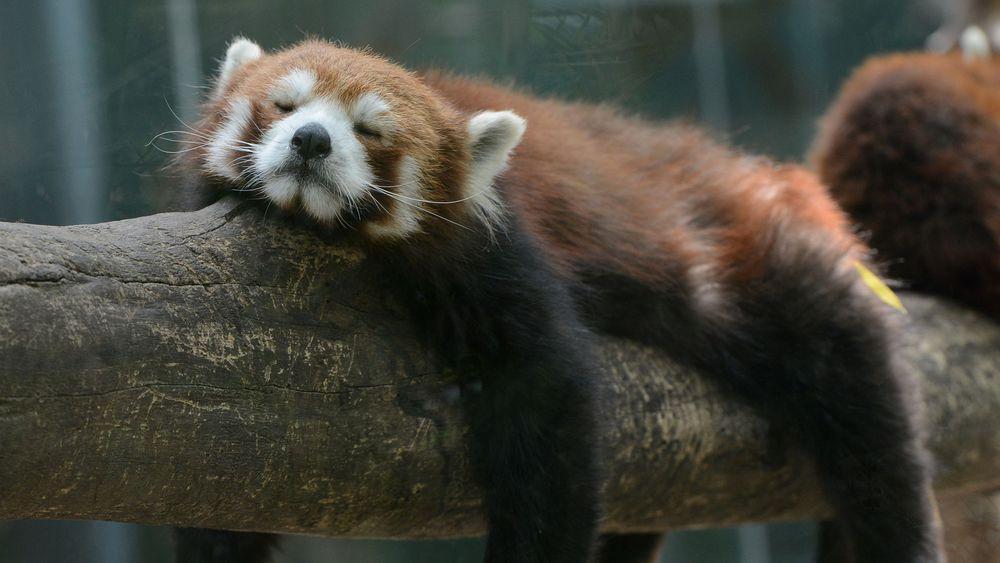 Sommeiller