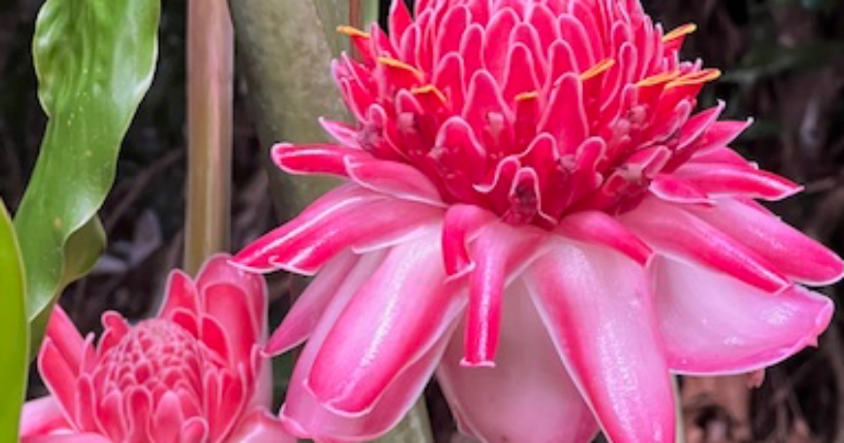 FLEUR: Concours RENAISSANCE