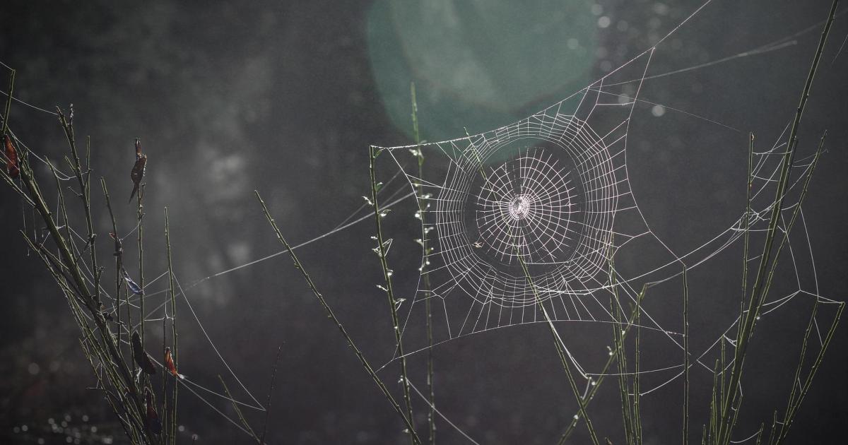 Episode 68 : Couvrir ses arrières