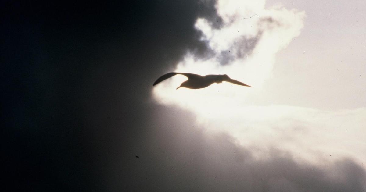 La revanche de l’albatros