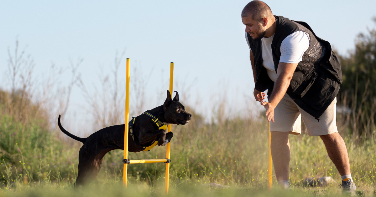 Entraînez votre chien en 15 minutes par jour