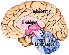 La guerre des cerveaux