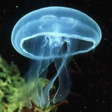 définition Femme médisante