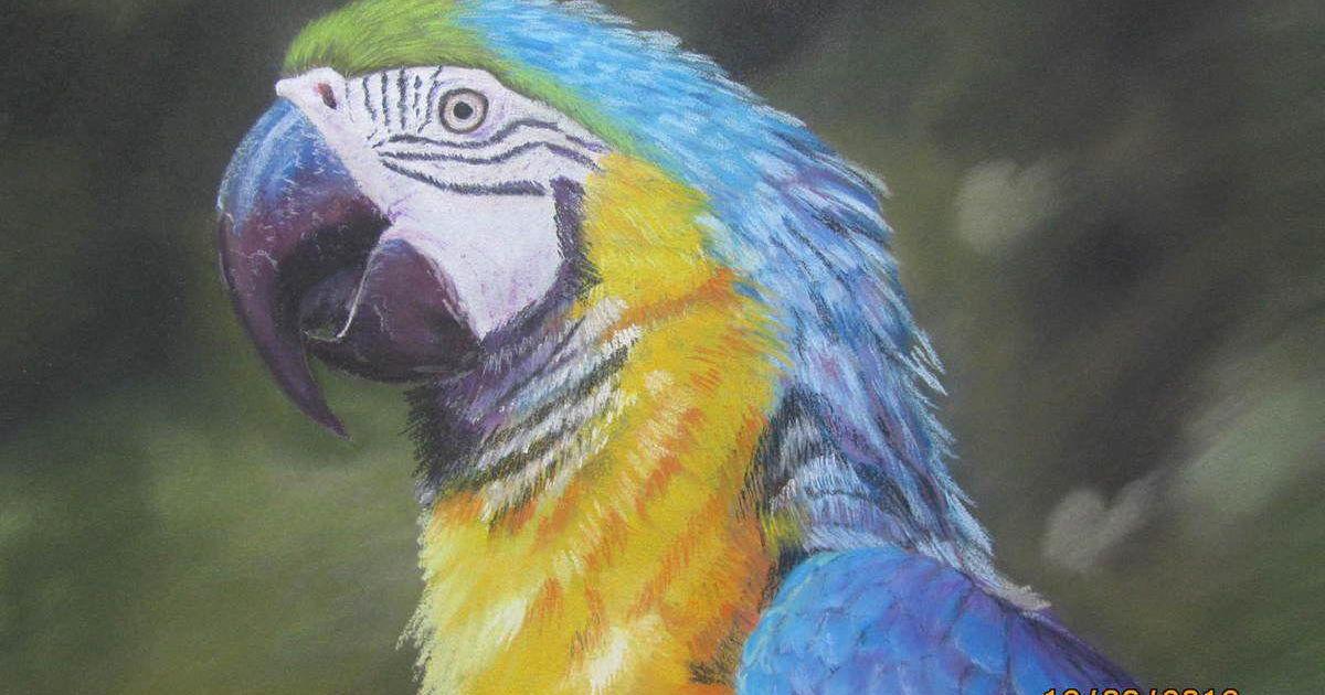 Connaissez-vous la famille Pastel ?