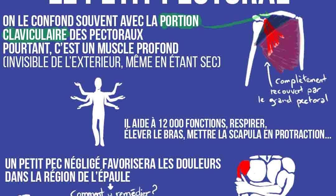 Ces muscles méconnus : le petit pectoral