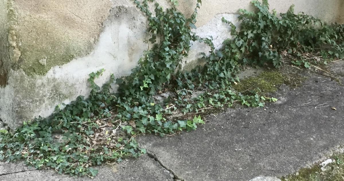 Le jardin du 27 Juillet