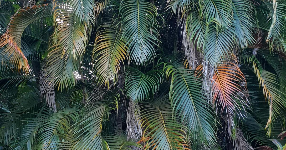 Une végétation luxuriante