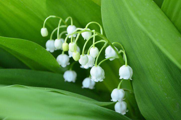 Muguet