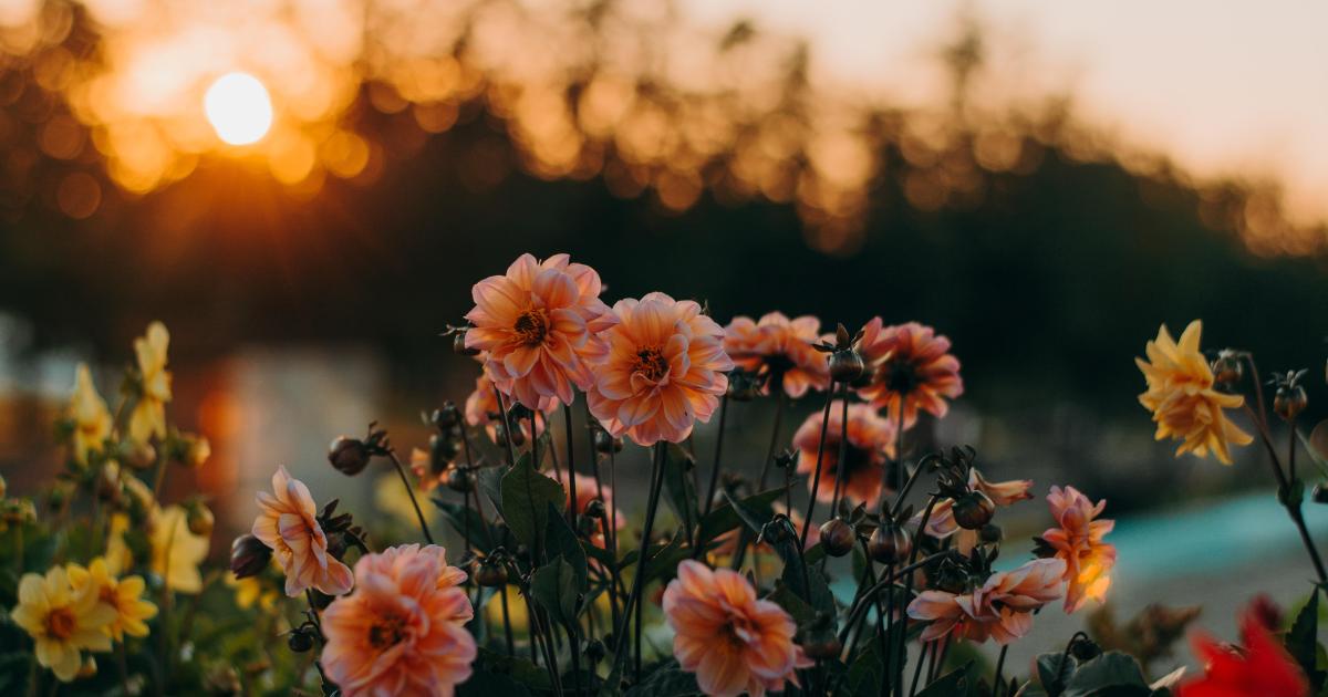Fleur de Mamoot. Même pas peur...