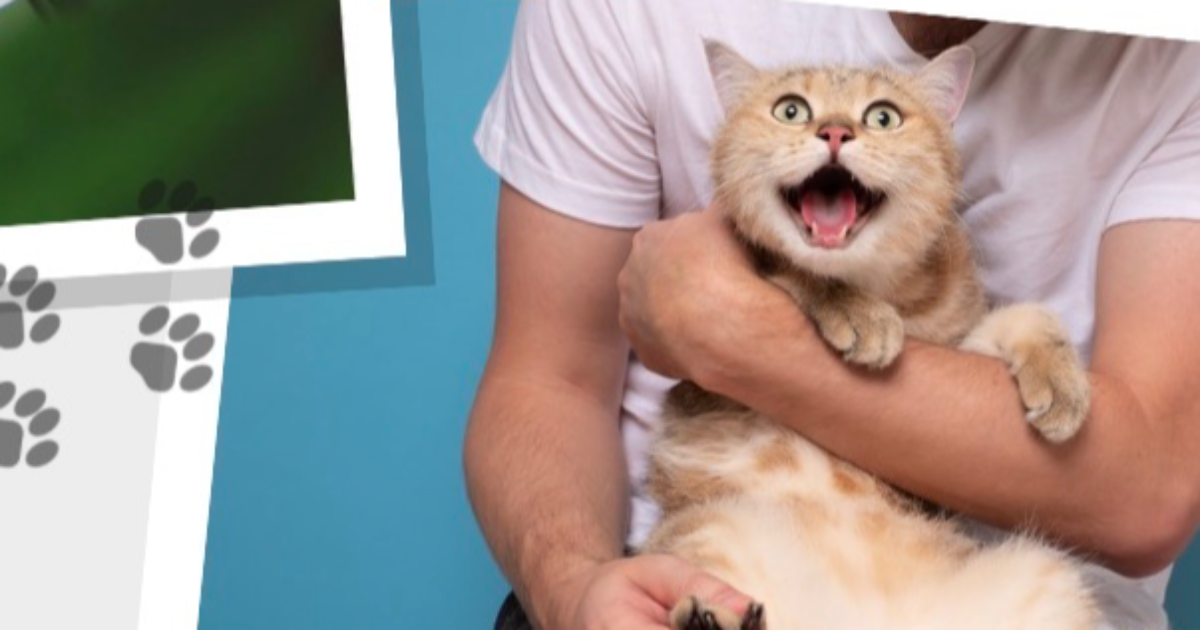 Chat-suffit