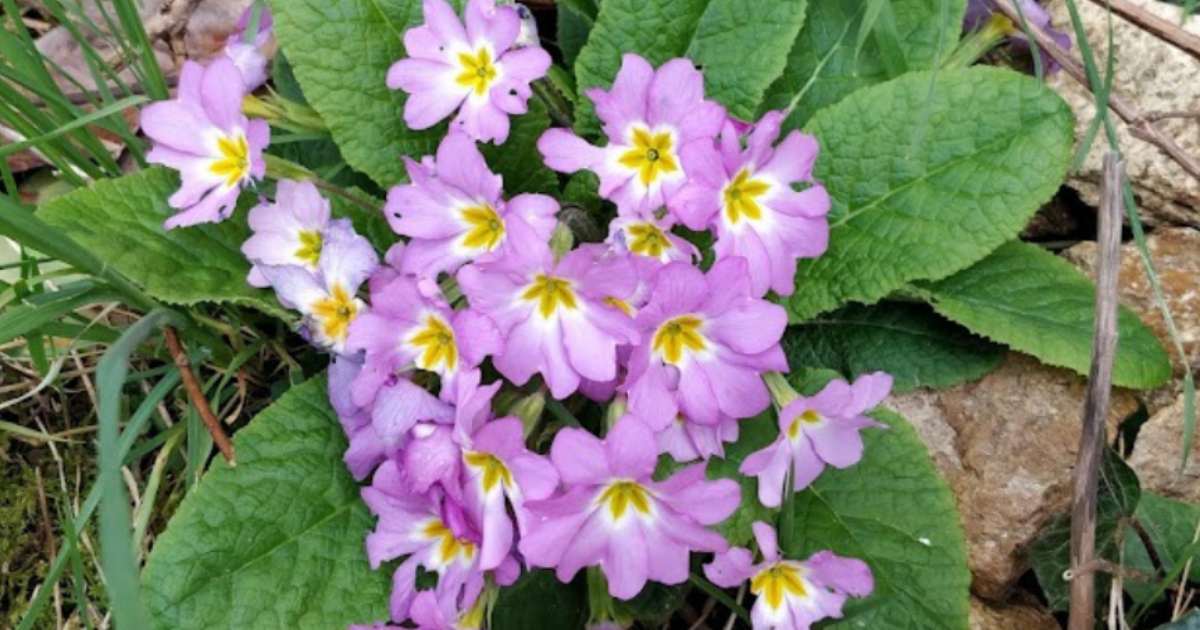 Les petites fleurs jaillissent