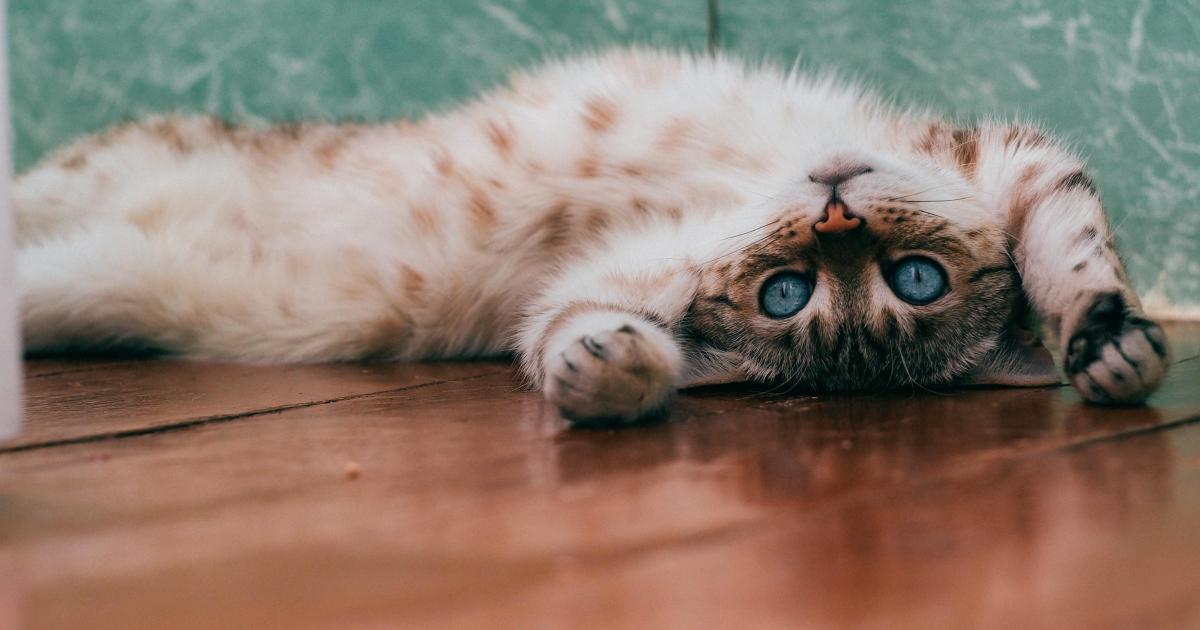 "Une maison sans chat est un aquarium sans poisson"