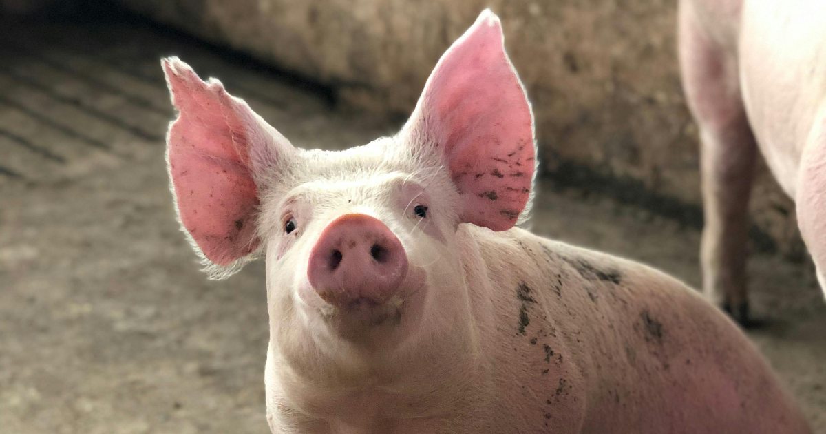 Cochon