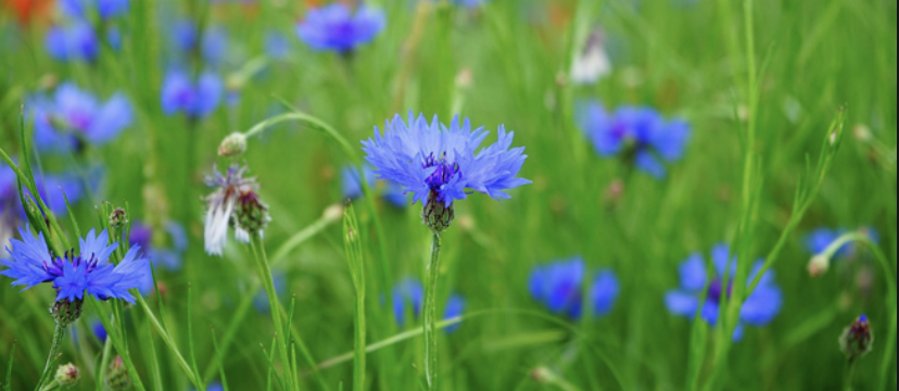 Contre les violences conjugales