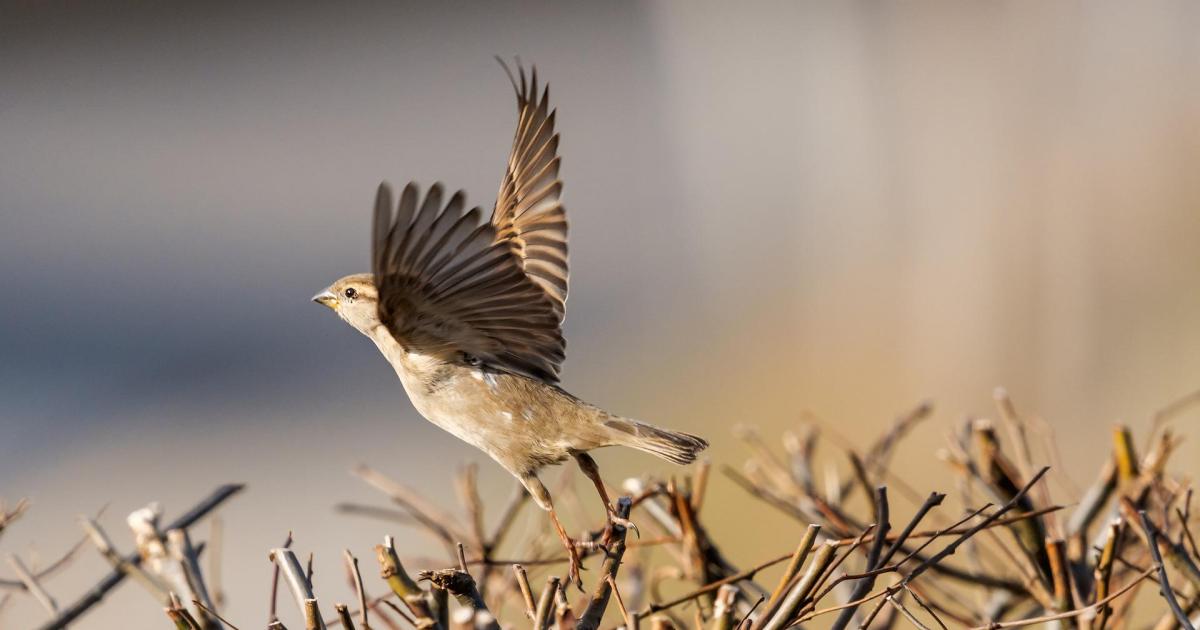 L'agrobate roux : un bel oiseau qui disparaît et dont vous ignoriez son existence