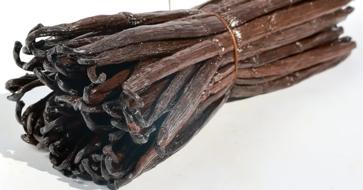 La biophysique de la vanille : pourquoi le froid polaire et l'alcool détruisent le parfum de l'épice la plus précieuse au monde