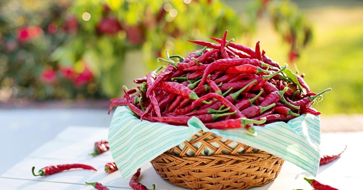 PLUS PRÈS DE NOS ANCÊTRES,GRÂCE AU PIMENT DE BRESSE