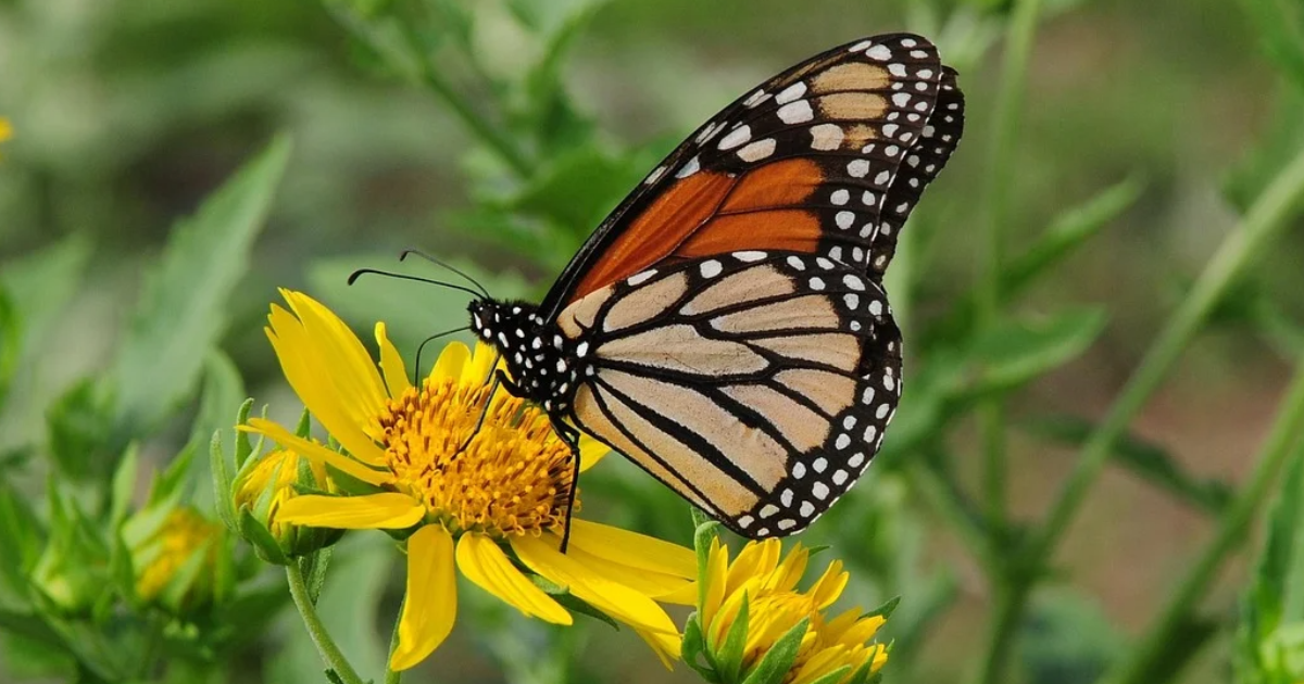 Ode d’une Reine à la Vie
