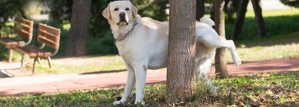 Deux cent mots pour entrer dans la postérité
