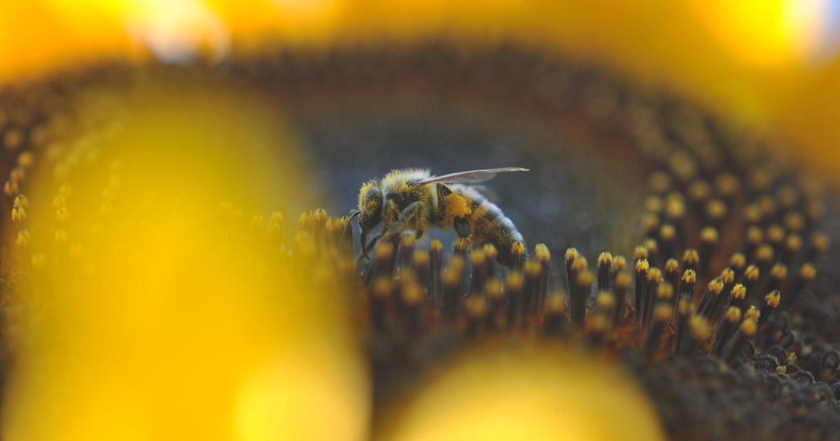 Abeilles