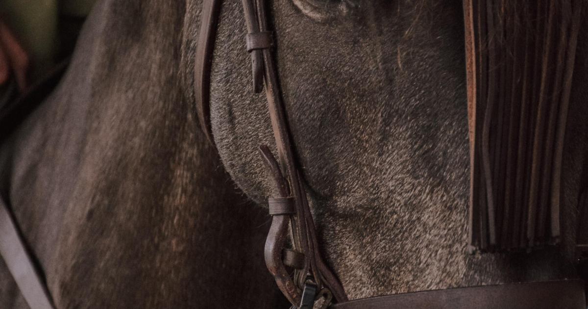 Ecurie Kevyn Thonnerieux : Nos partants dimanche à Lyon-la-Soie