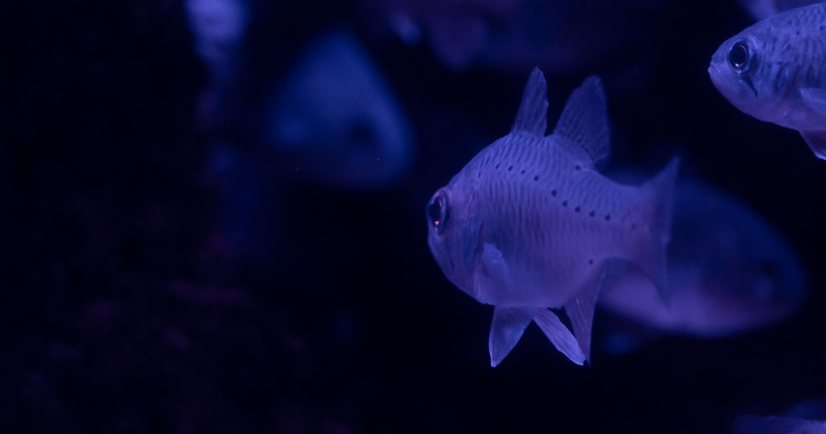 Le poisson qui tire