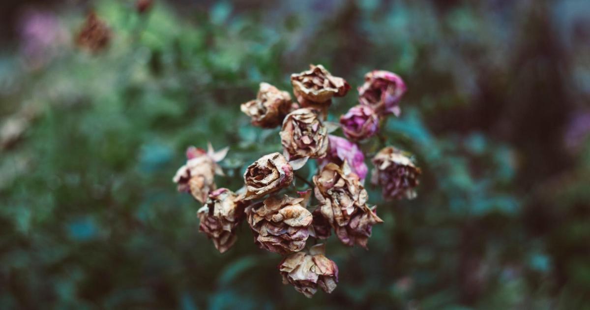 Le silence fane les fleurs