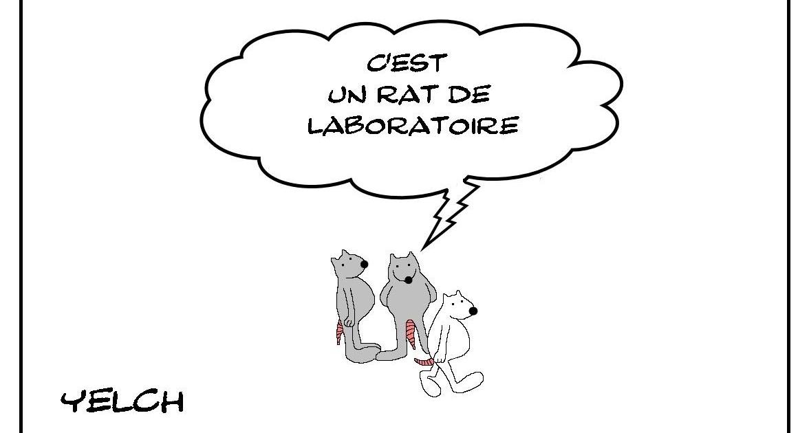 Rat de laboratoire