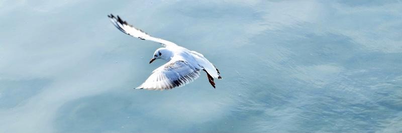 Parole de mouette