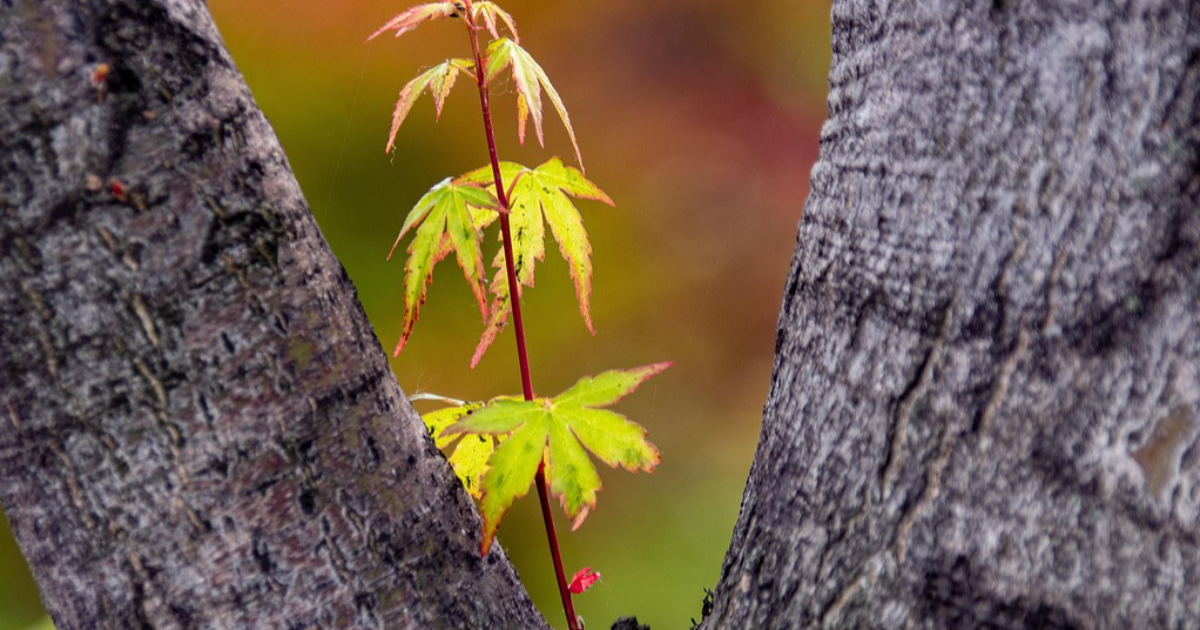 L'ARBRE
