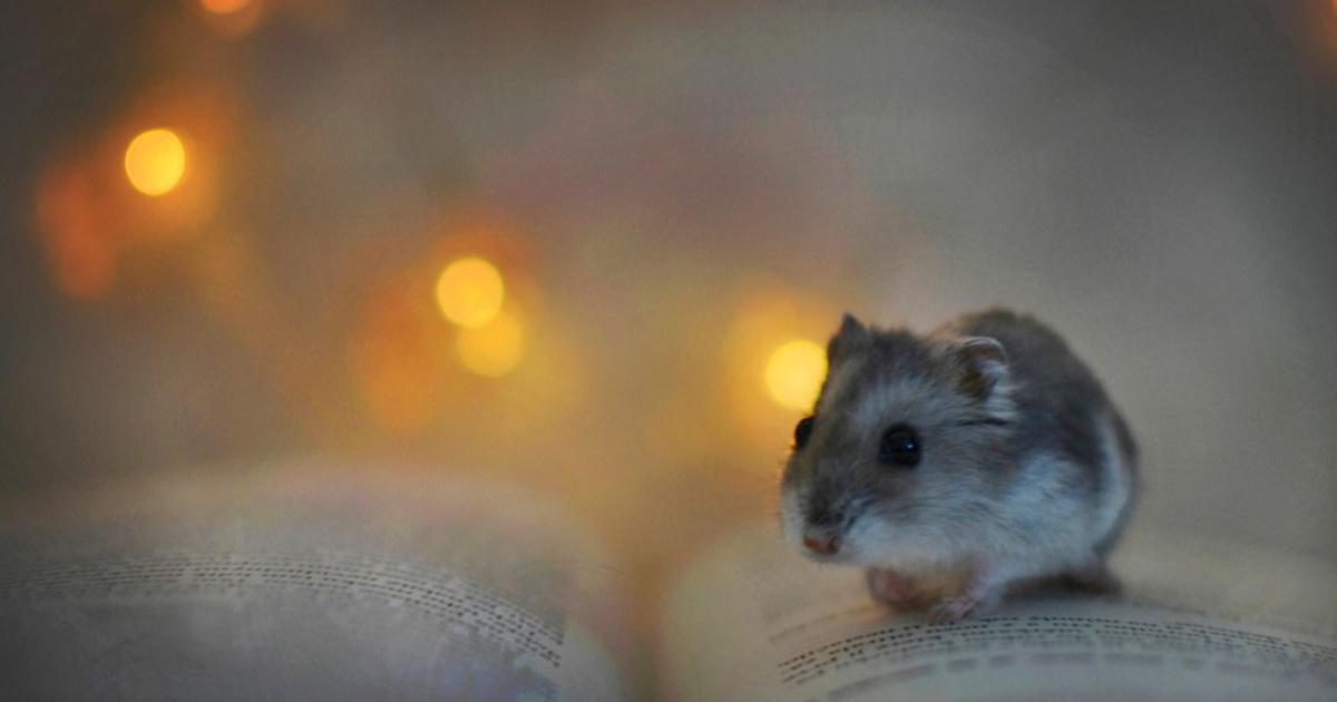Hamster