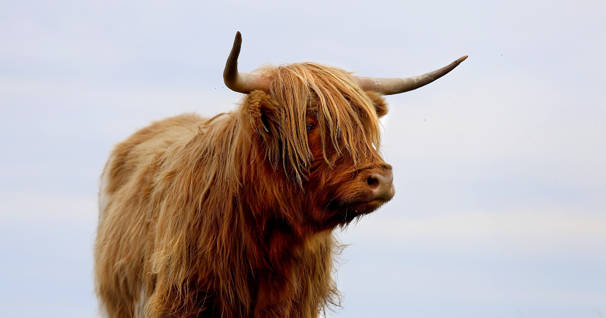 Le TGV et la vache espagnole