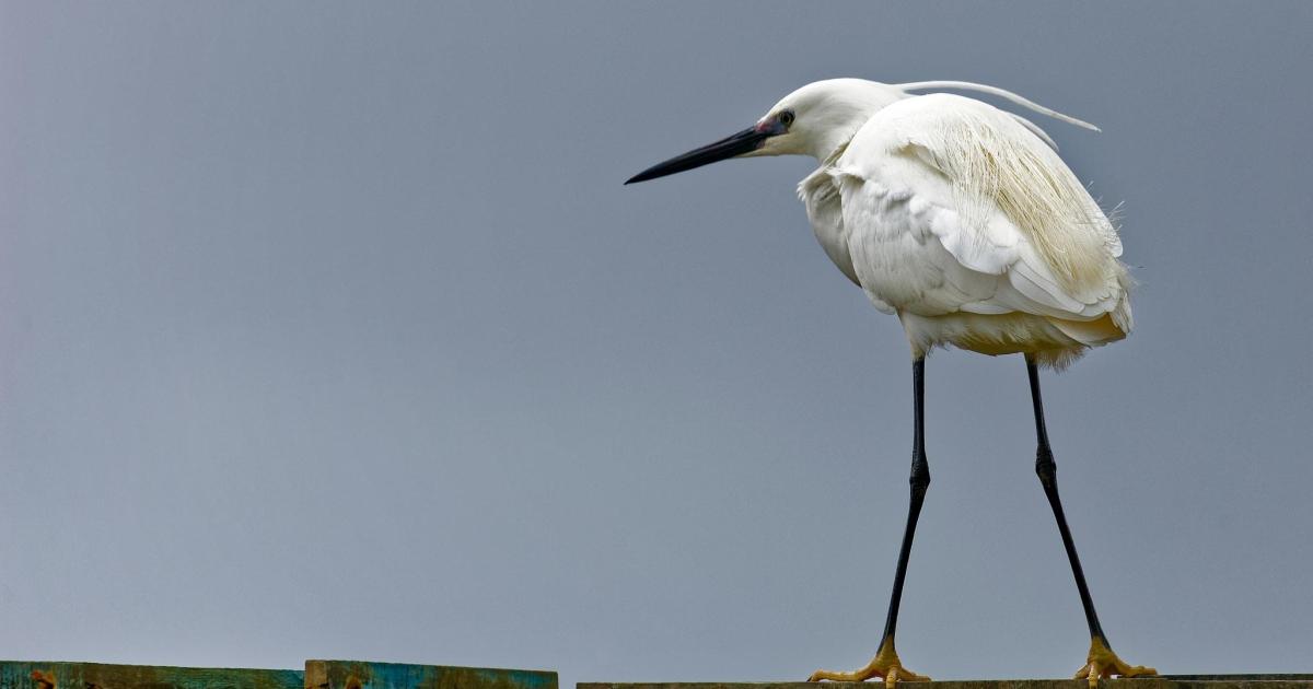 Les oiseaux de la réserve ornithologique du Teich