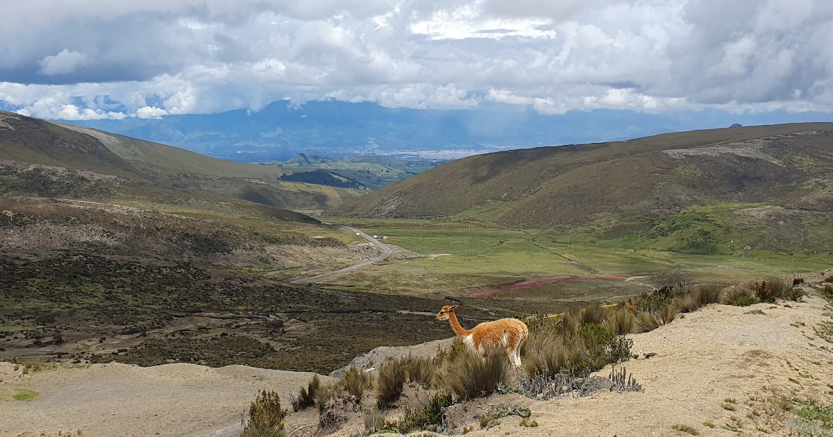 L'Avenue des Volcans