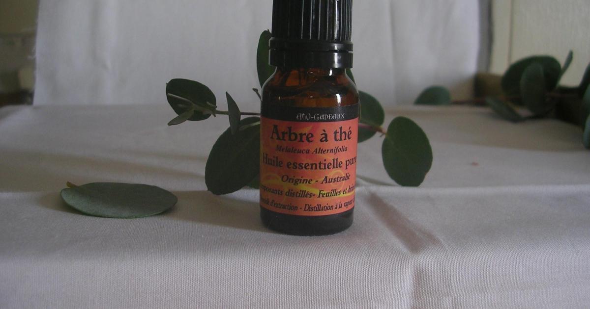 TEA TREE- Arbre à Thé