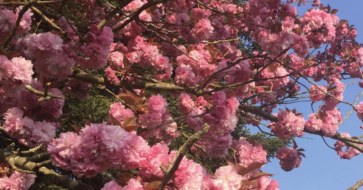 Le cerisier du Japon