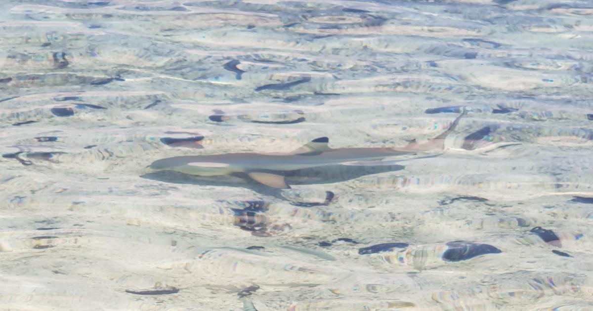 Eating with sharks (Manger avec les requins)