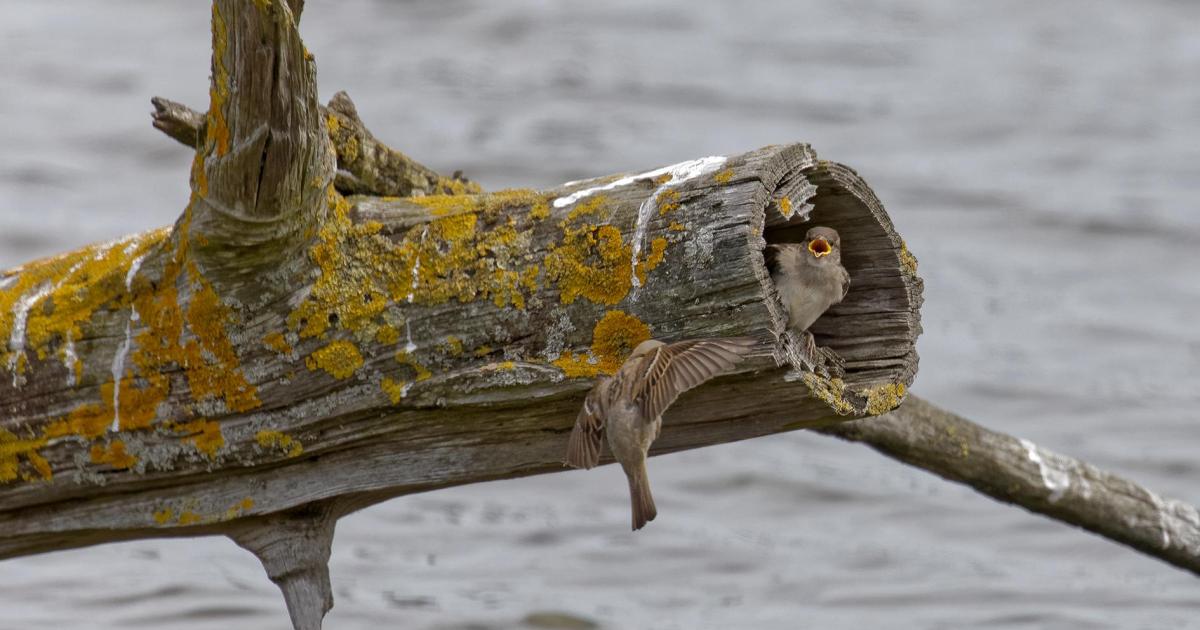 Les moineaux de la réserve ornithologique du Teich