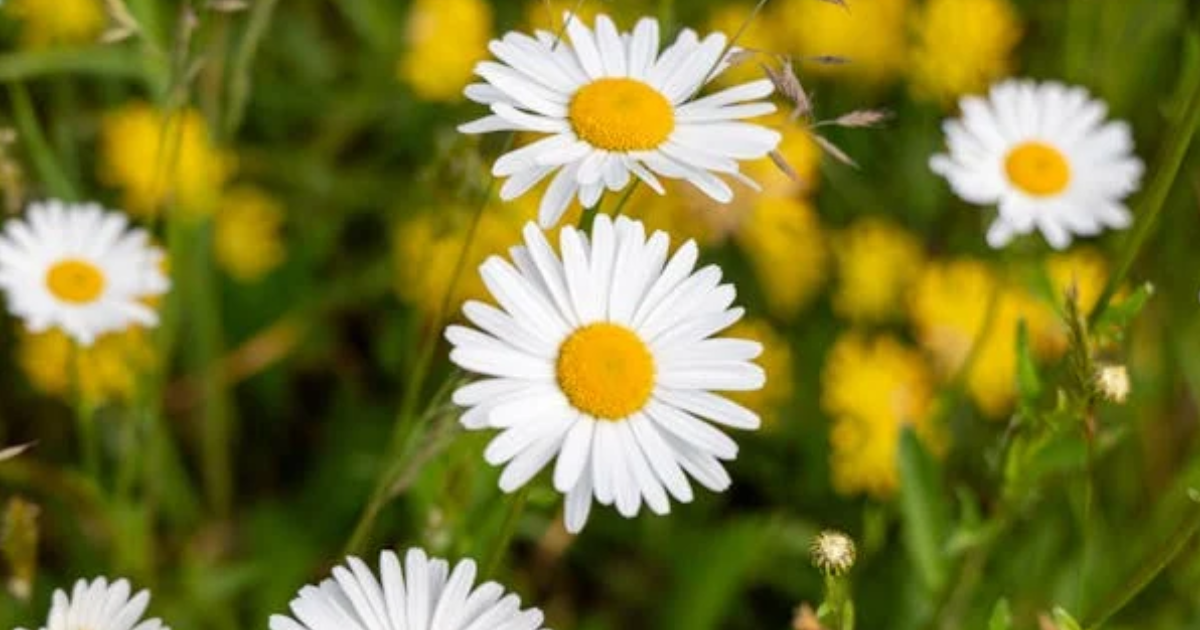 Marguerite