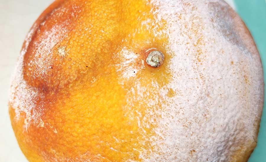 Pamplemousse Corse acheté cette semaine chez Leclerc