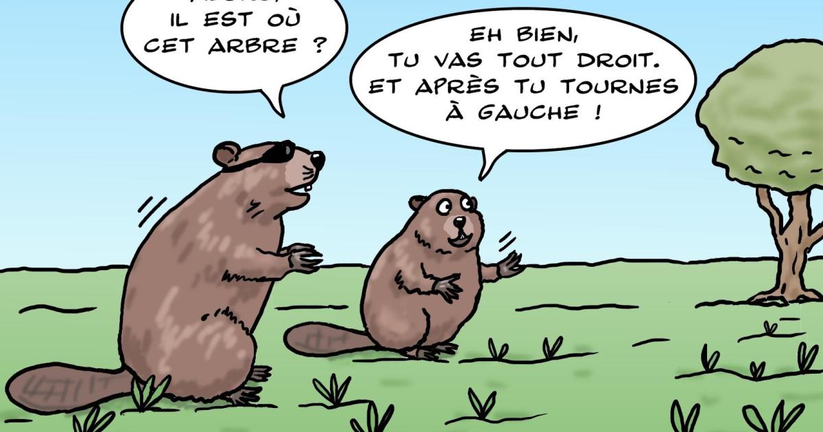 le jeu du castor