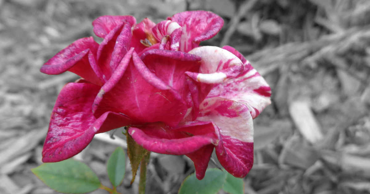 Flora Chapitre 14
