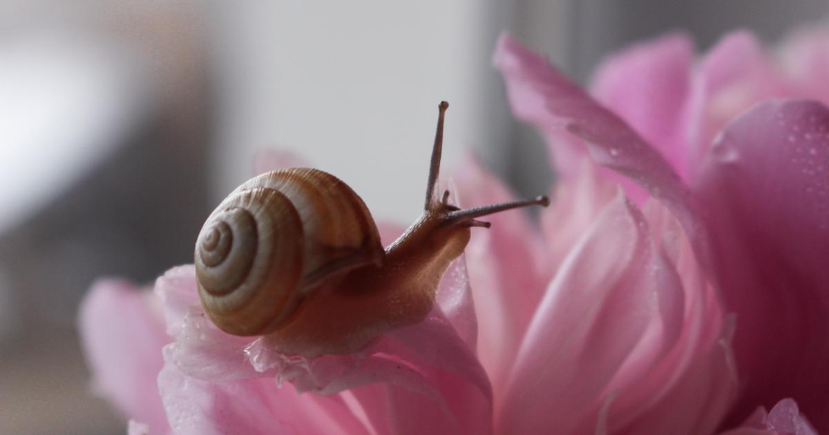 L'escargot qui parlait aux oiseaux