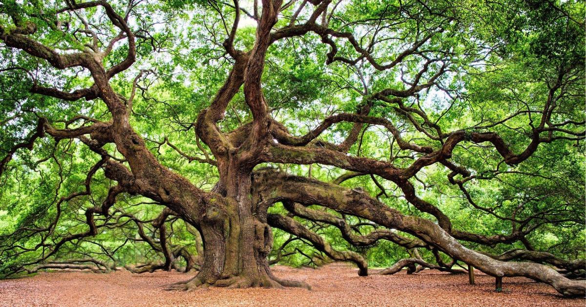 Thème = Nature rythmée