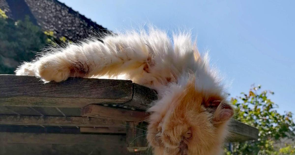 Suggestions de rotation