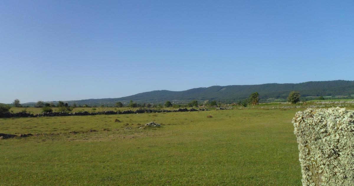 La demande de tutelle