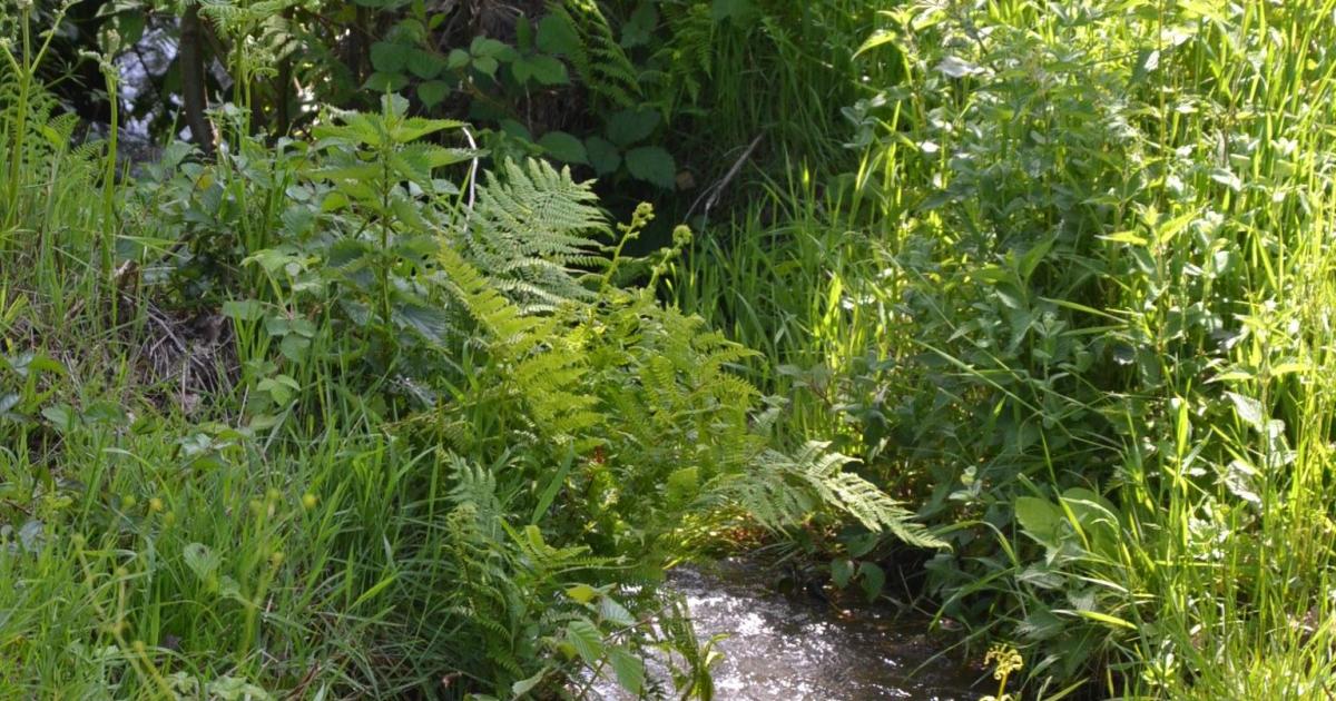 A propos de la Nature