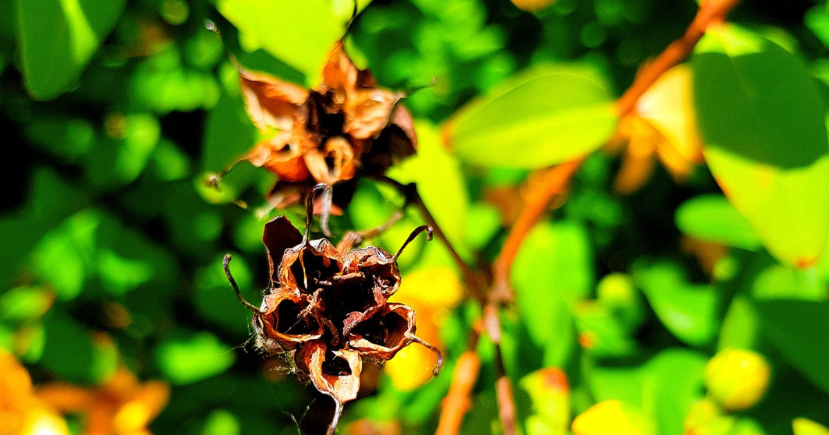 Chapitre 5 : Le palais de l'esprit du dragon rouge