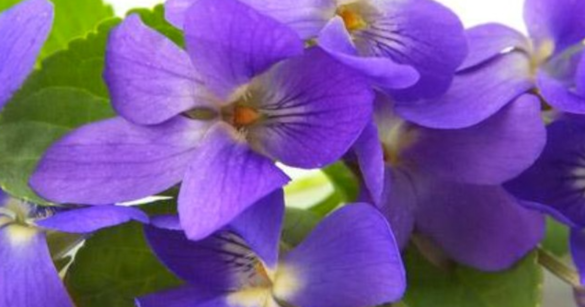 Un parfum de violette